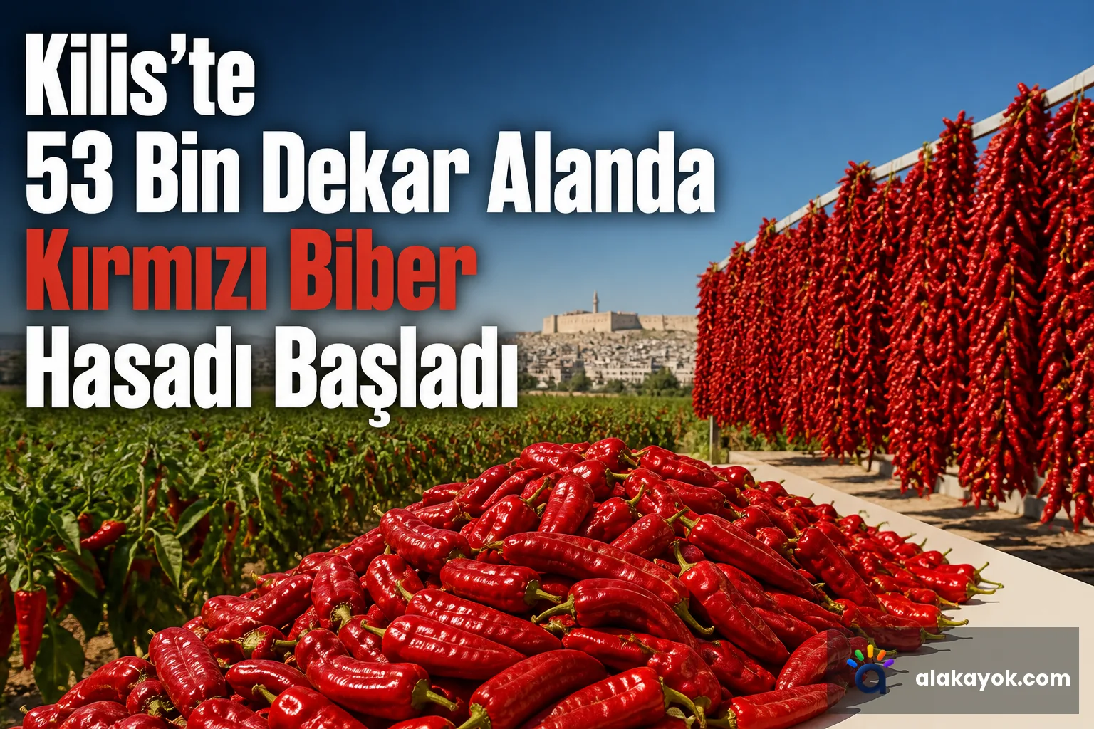 Kilis'te 53 Bin Dekar Alanda Kırmızı Biber Hasadı Başladı
