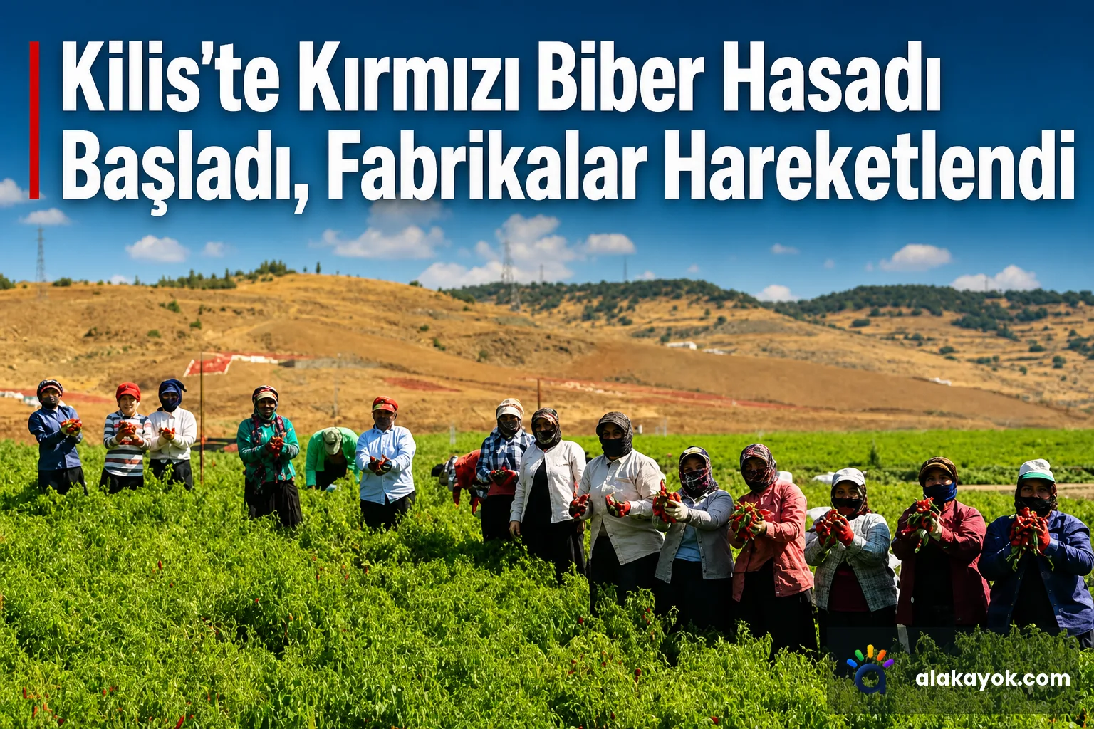 Kilis'te Kırmızı Biber Hasadı Başladı, Fabrikalar Hareketlendi
