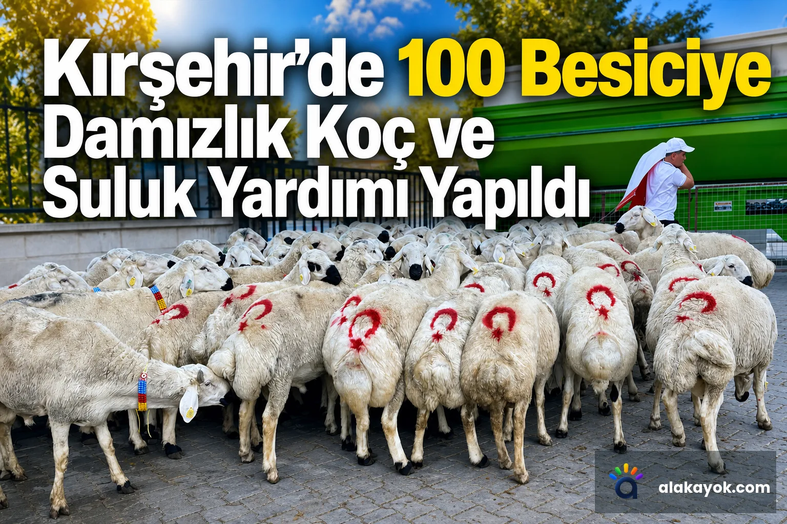 Kırşehir'de 100 Besiciye Damızlık Koç ve Suluk Yardımı Yapıldı