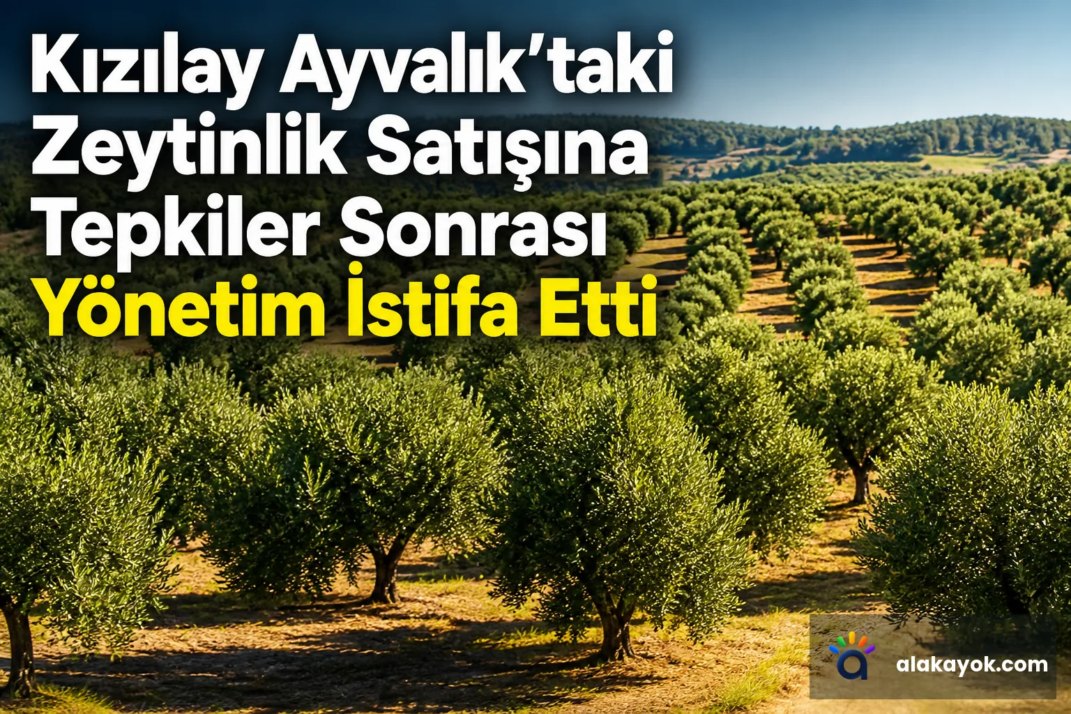 Kızılay Ayvalık’taki Zeytinlik Satışına Tepkiler Sonrası Yönetim İstifa Etti