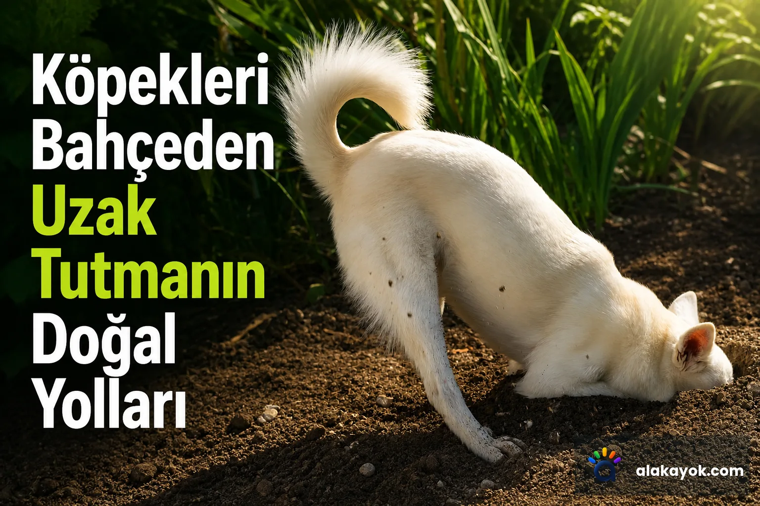 Köpekleri Bahçeden Uzak Tutmanın Doğal Yolları