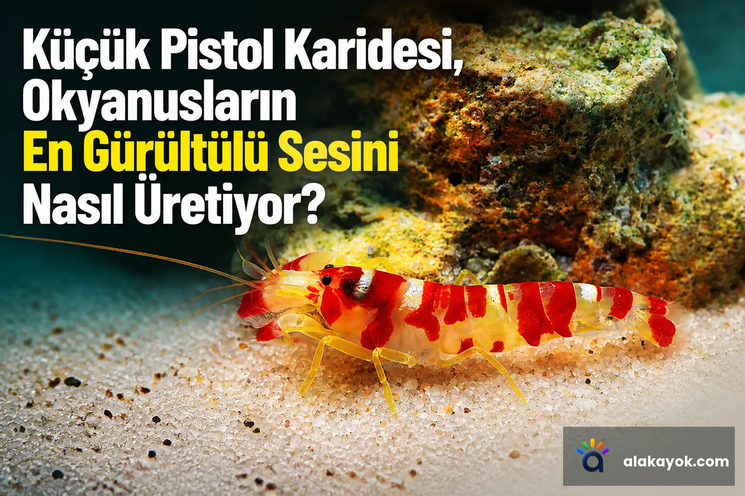 Küçük Pistol Karidesi, Okyanusların En Gürültülü Sesini Nasıl Üretiyor?