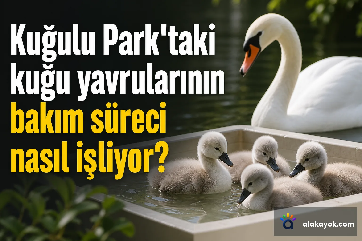 Kuğulu Park'taki kuğu yavrularının bakım süreci nasıl işliyor?