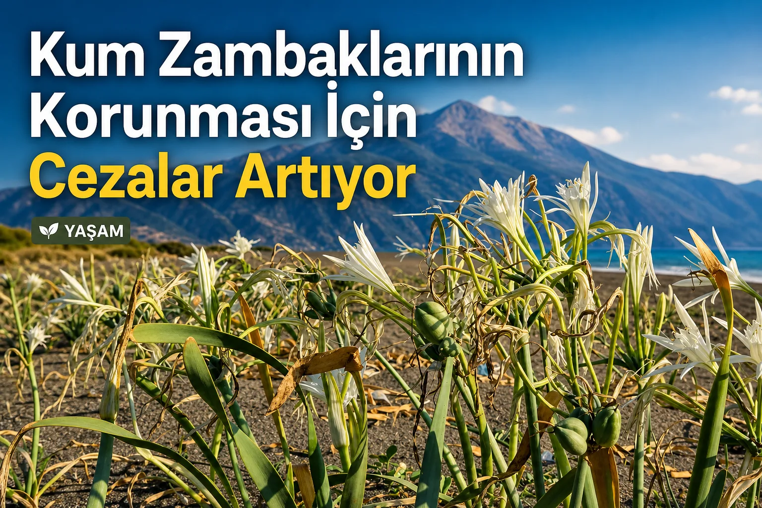 Kum Zambaklarının Korunması İçin Cezalar Artıyor