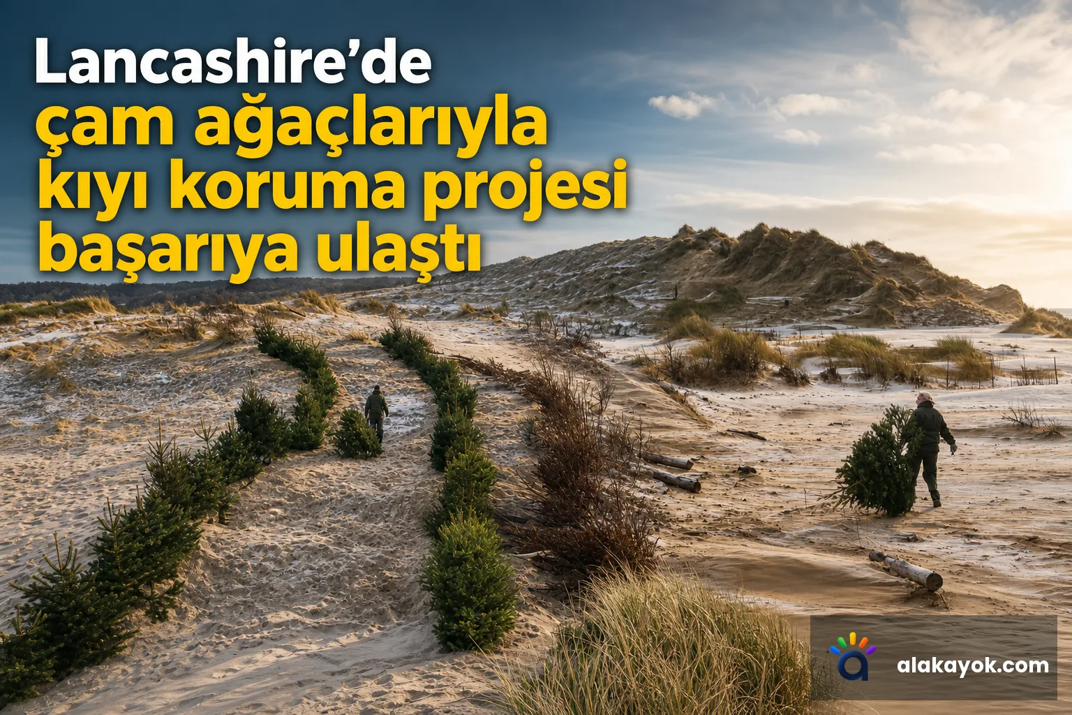 Lancashire'de çam ağaçlarıyla kıyı koruma projesi başarıya ulaştı