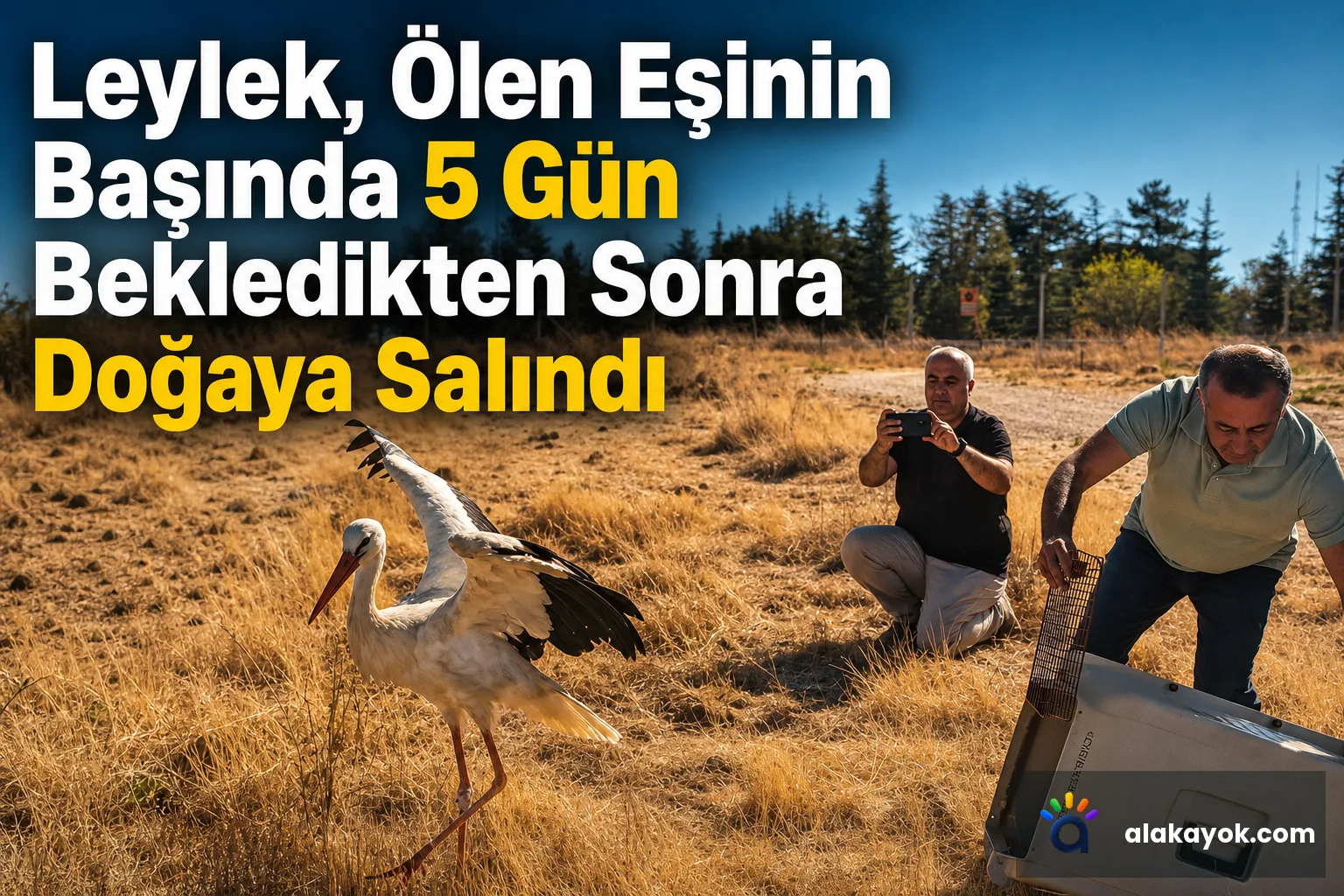 Leylek, Ölen Eşinin Başında 5 Gün Bekledikten Sonra Doğaya Salındı