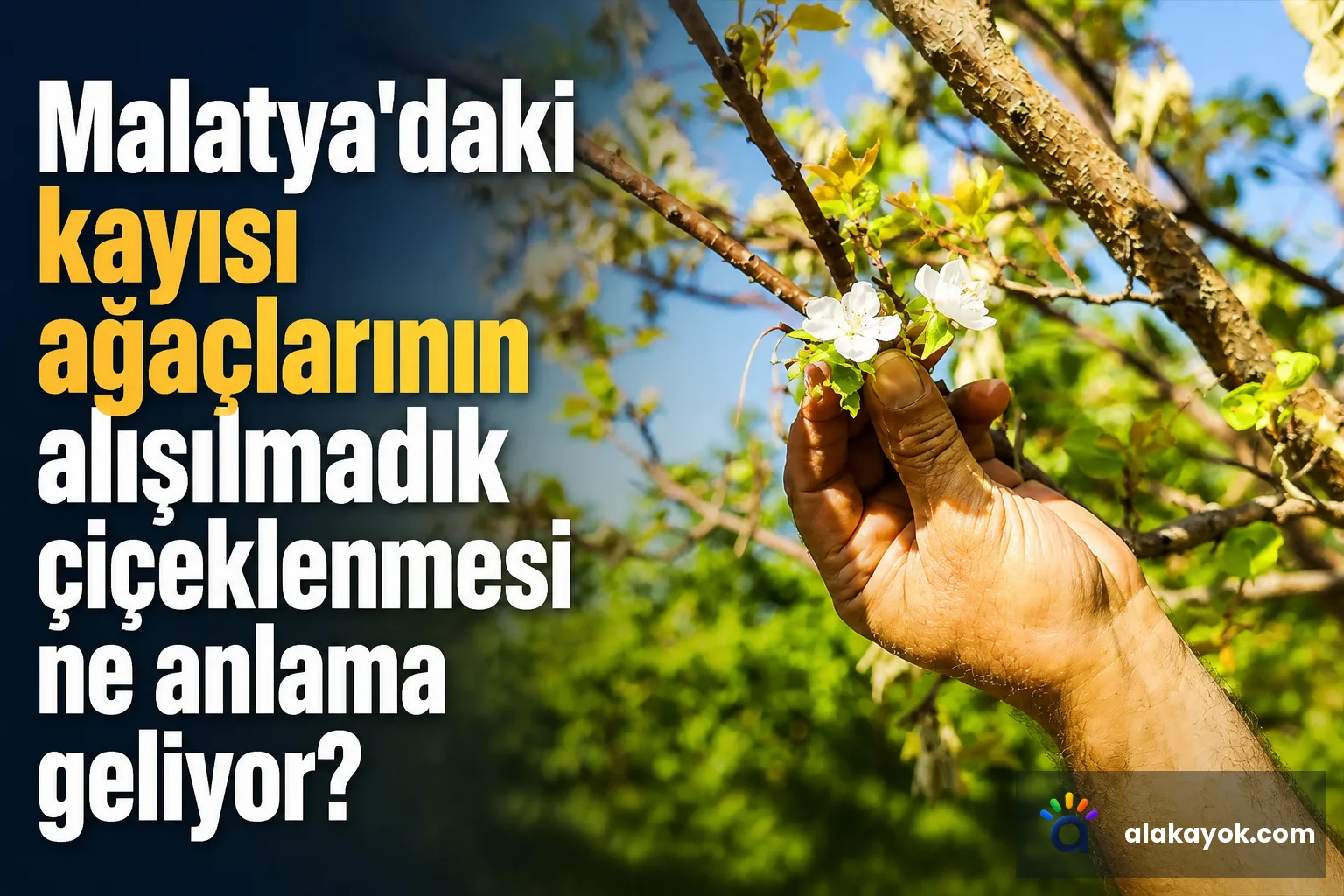 Malatya'daki kayısı ağaçlarının alışılmadık çiçeklenmesi ne anlama geliyor?
