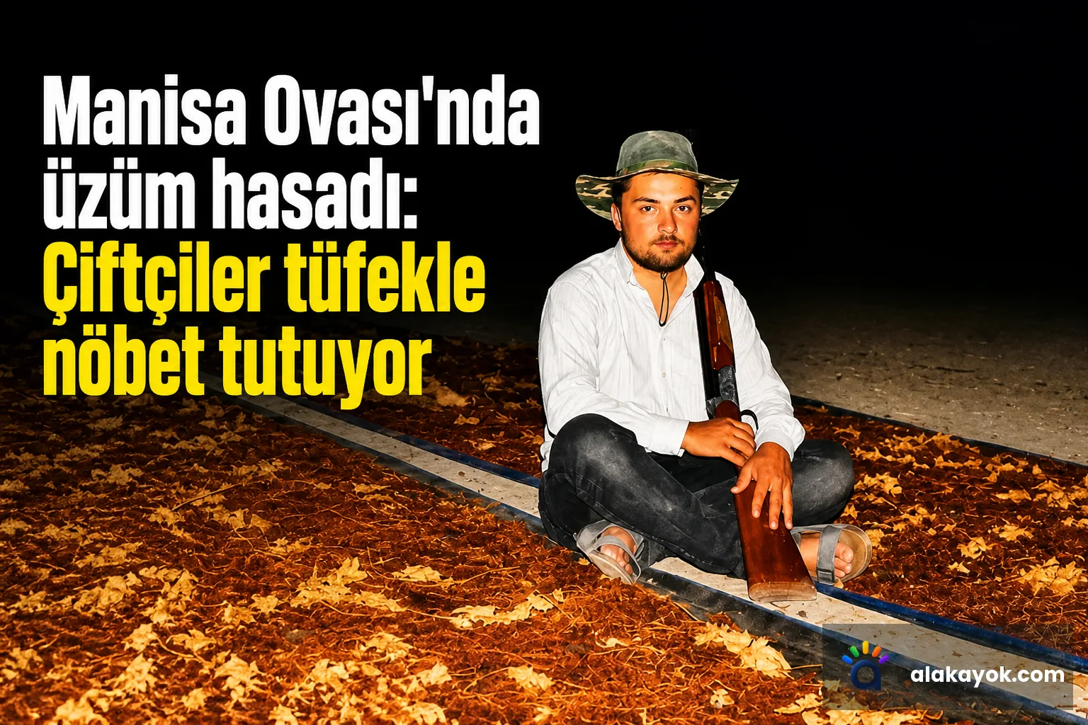 Manisa Ovası'nda üzüm hasadı: Çiftçiler tüfekle nöbet tutuyor