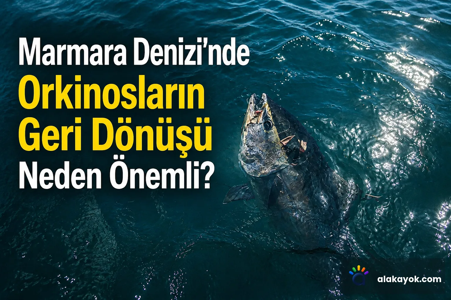 Marmara Denizi'nde Orkinosların Geri Dönüşü Neden Önemli?