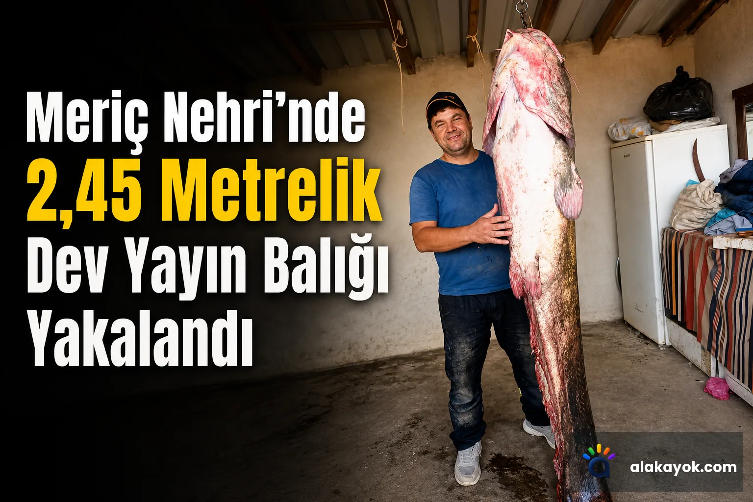 Meriç Nehri'nde 2,45 Metrelik Dev Yayın Balığı Yakalandı