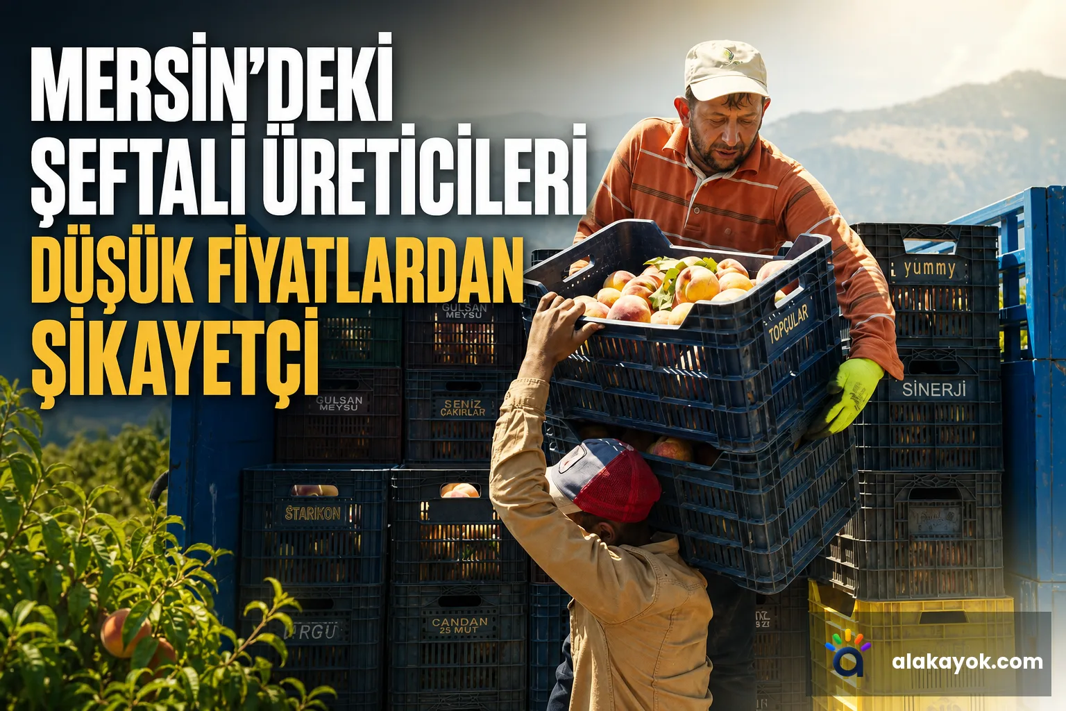 Mersin'deki Şeftali Üreticileri Düşük Fiyatlardan Şikayetçi