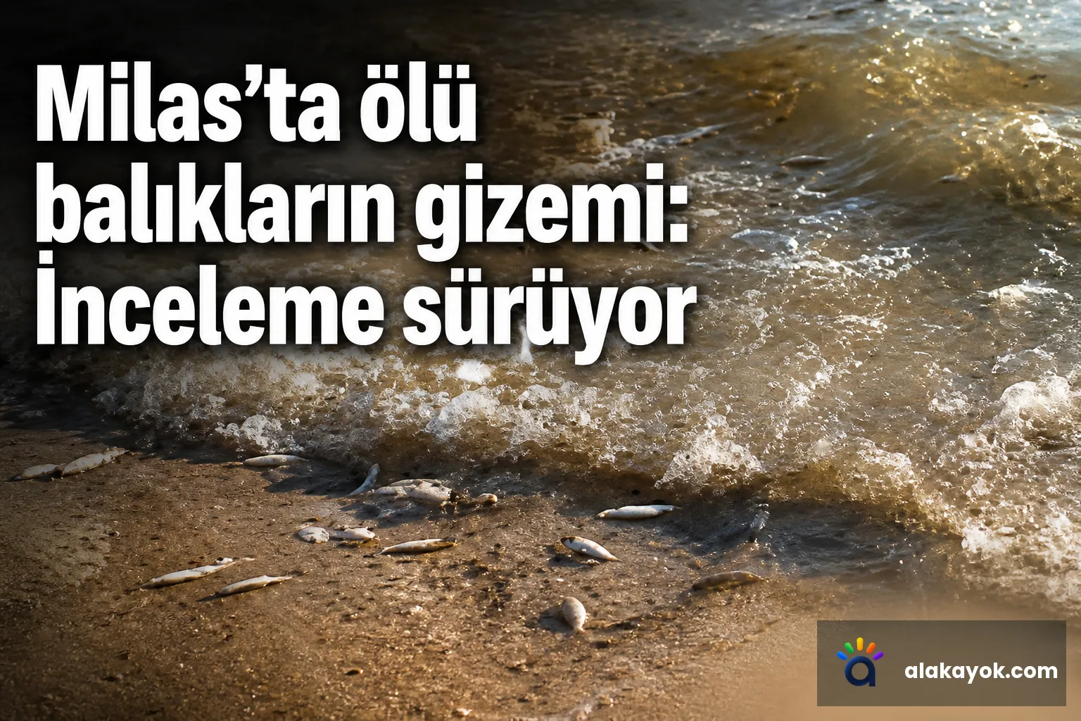 Milas’ta ölü balıkların gizemi: İnceleme sürüyor