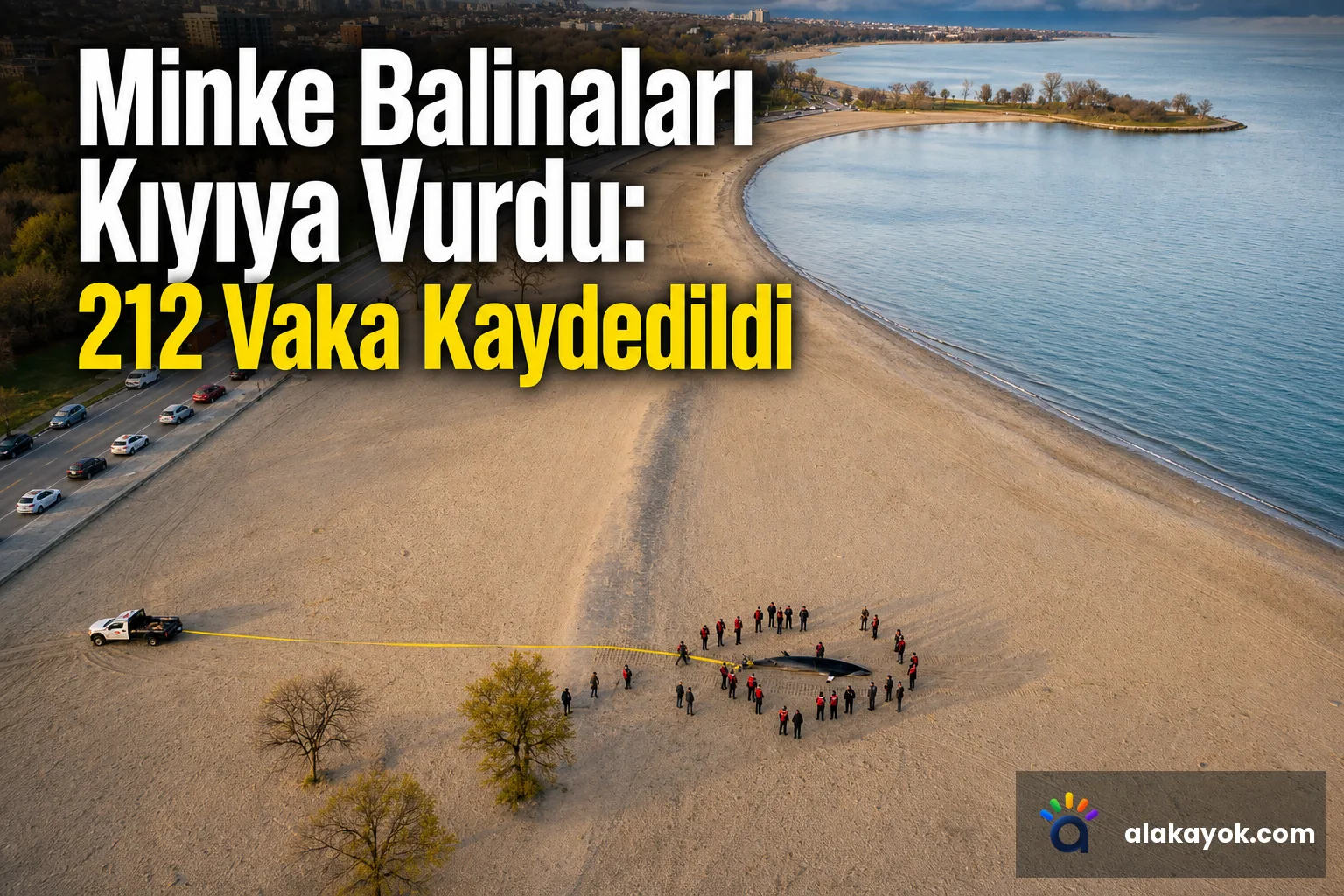 Minke Balinaları Kıyıya Vurdu: 212 Vaka Kaydedildi