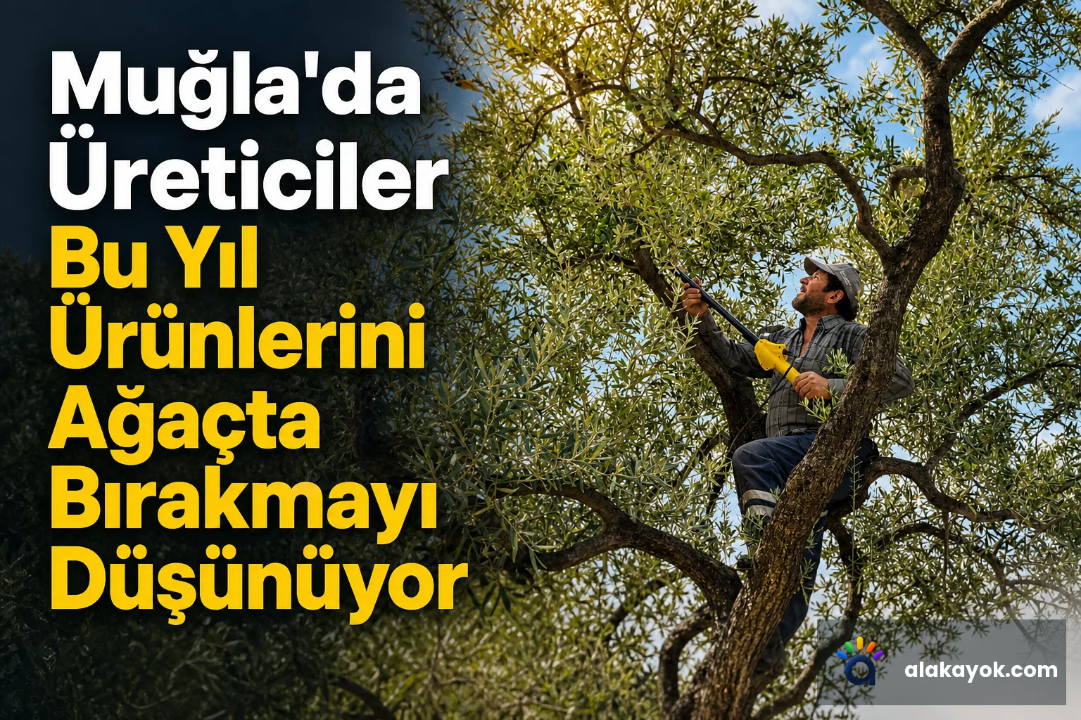 Muğla'da Üreticiler Bu Yıl Ürünlerini Ağaçta Bırakmayı Düşünüyor
