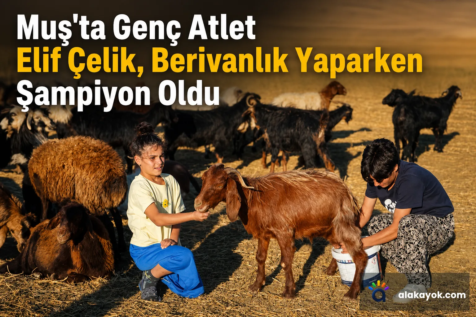 Muş'ta Genç Atlet Elif Çelik, Berivanlık Yaparken Şampiyon Oldu