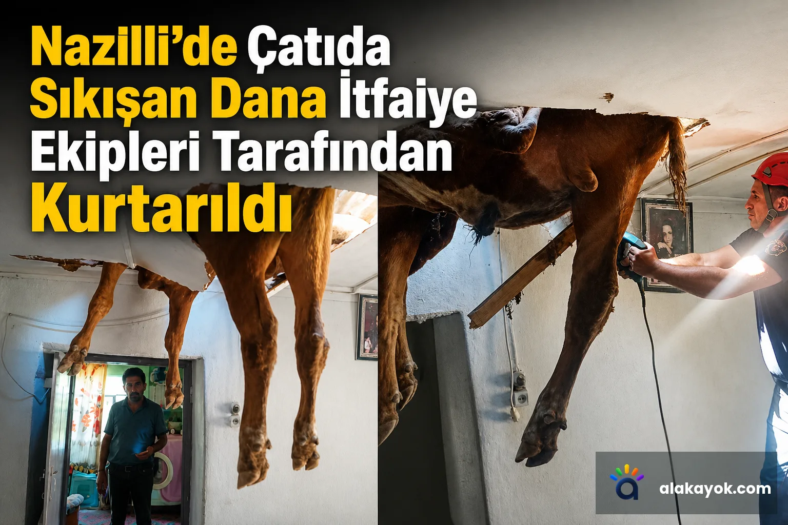 Nazilli'de Çatıda Sıkışan Dana İtfaiye Ekipleri Tarafından Kurtarıldı