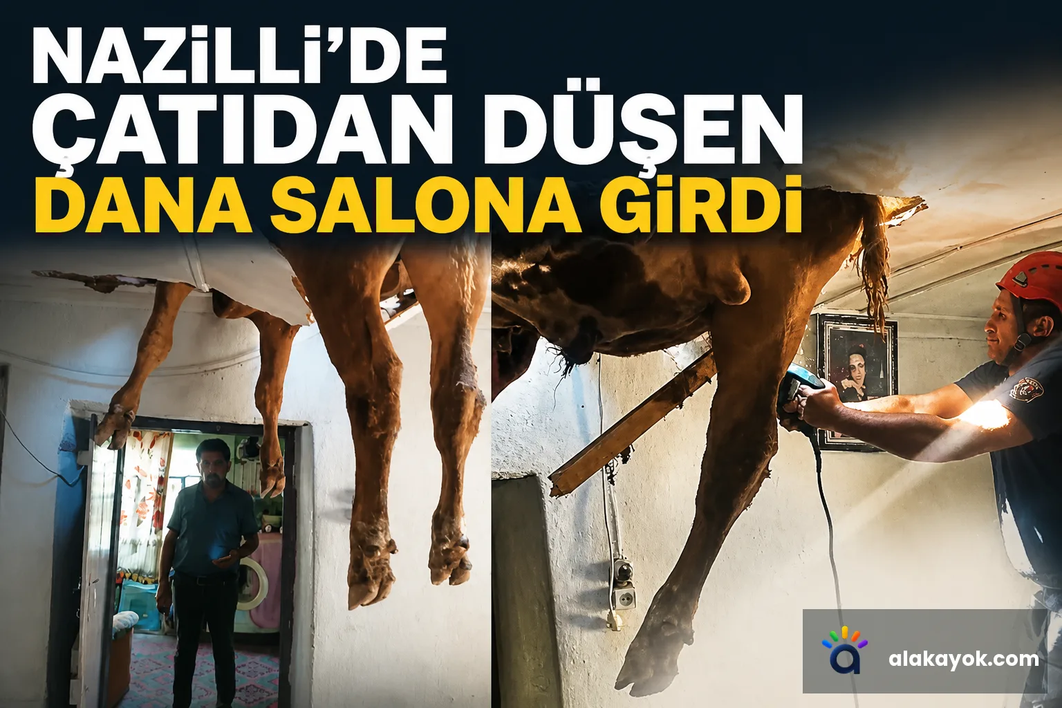 Nazilli'de Çatıdan Düşen Dana Salona Girdi