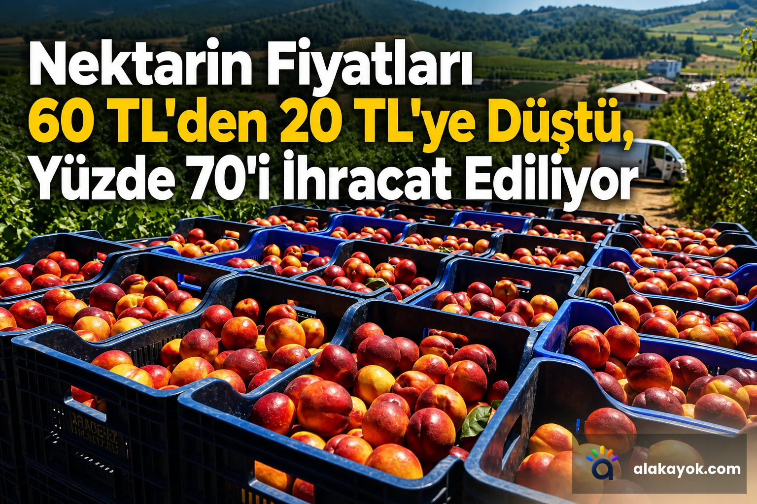 Nektarin Fiyatları 60 TL'den 20 TL'ye Düştü, Yüzde 70'i İhracat Ediliyor