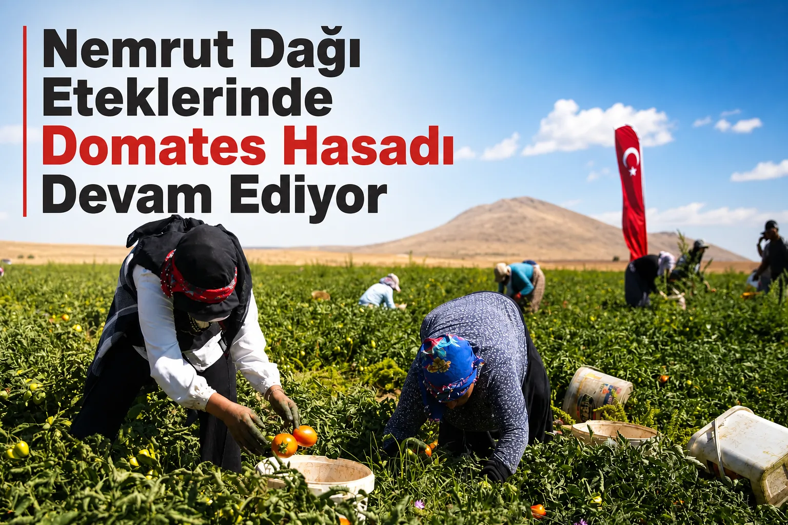 Nemrut Dağı Eteklerinde Domates Hasadı Devam Ediyor