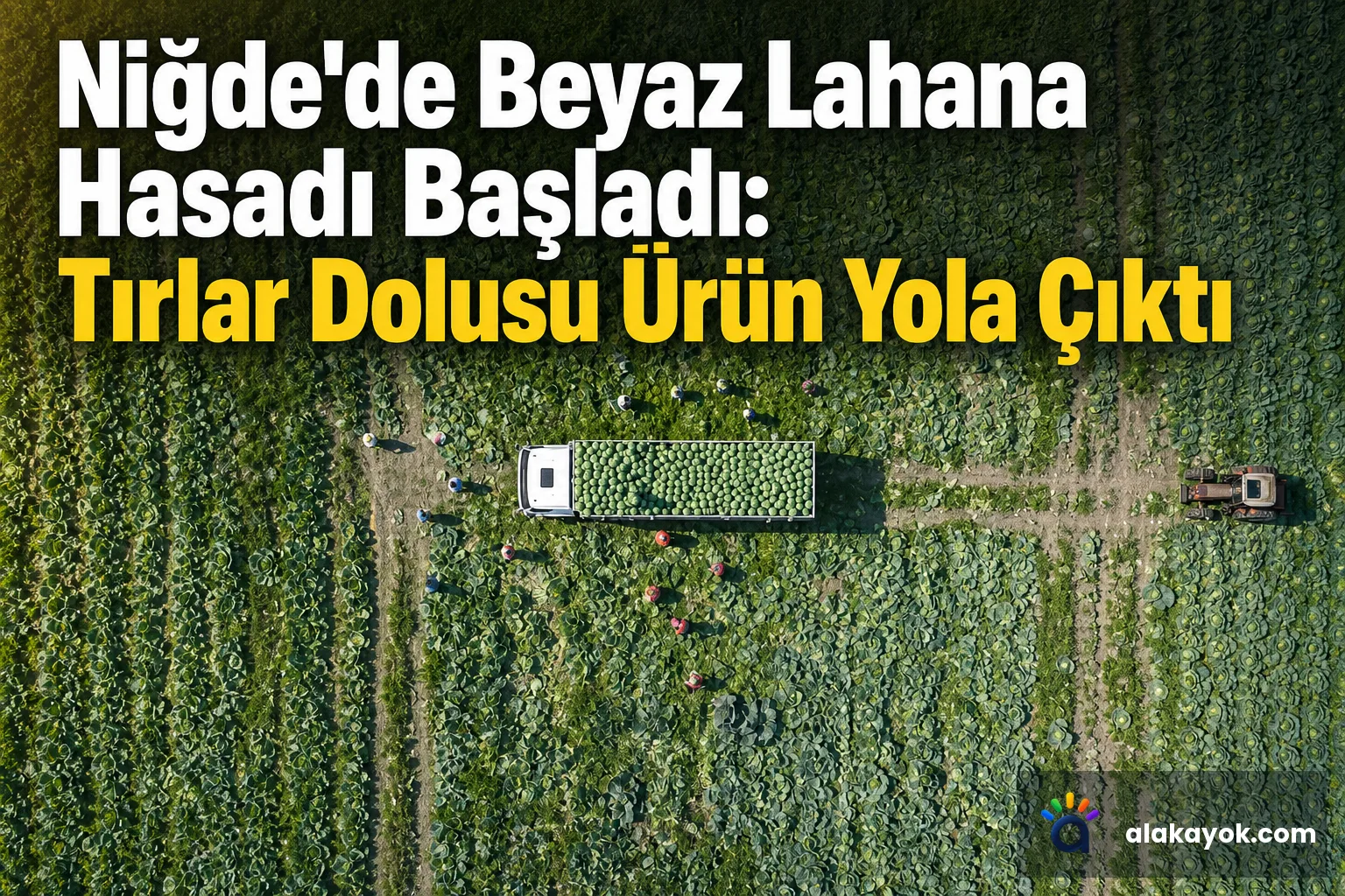 Niğde'de Beyaz Lahana Hasadı Başladı: Tırlar Dolusu Ürün Yola Çıktı