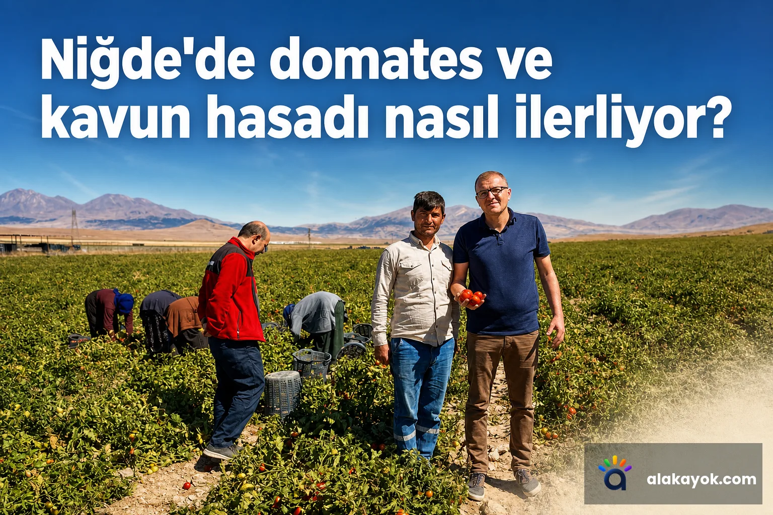 Niğde'de domates ve kavun hasadı nasıl ilerliyor?