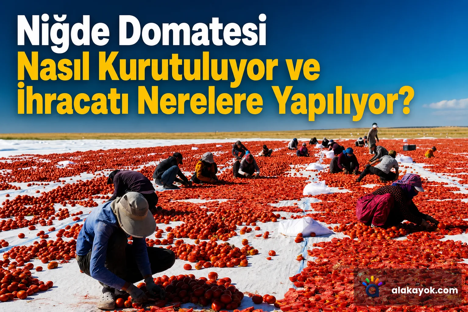 Niğde Domatesi Nasıl Kurutuluyor ve İhracatı Nerelere Yapılıyor?