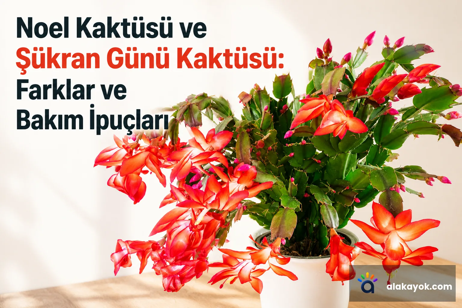 Noel Kaktüsü ve Şükran Günü Kaktüsü: Farklar ve Bakım İpuçları