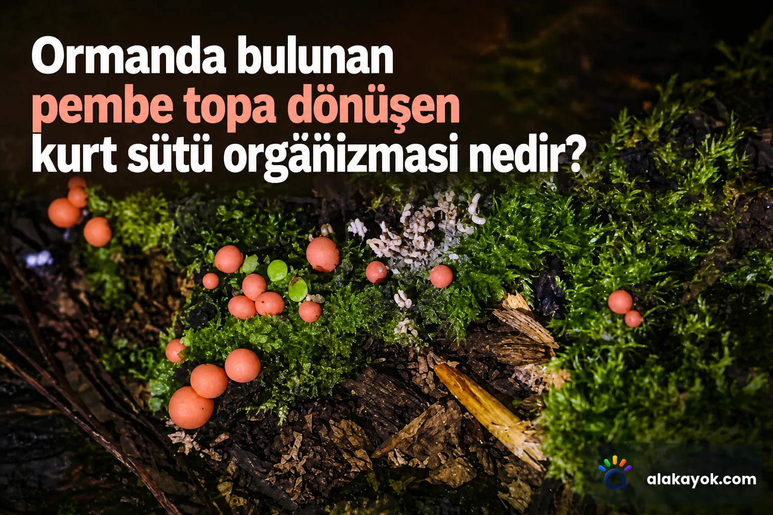 Ormanda bulunan pembe topa dönüşen kurt sütü organizması nedir?