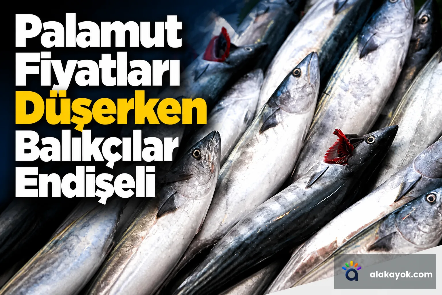 Palamut Fiyatları Düşerken Balıkçılar Endişeli