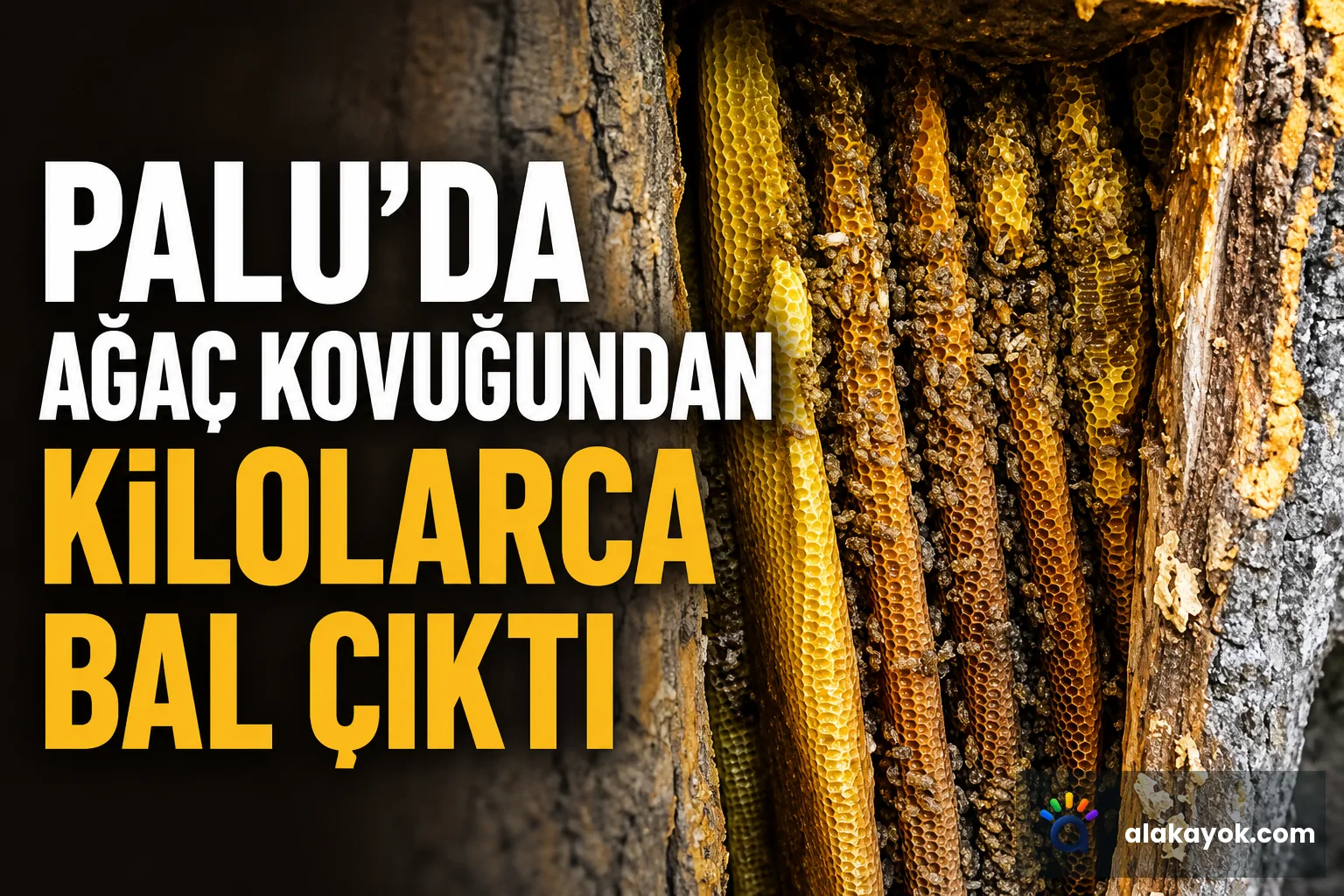 Palu'da Ağaç Kovuğundan Kilolarca Bal Çıktı