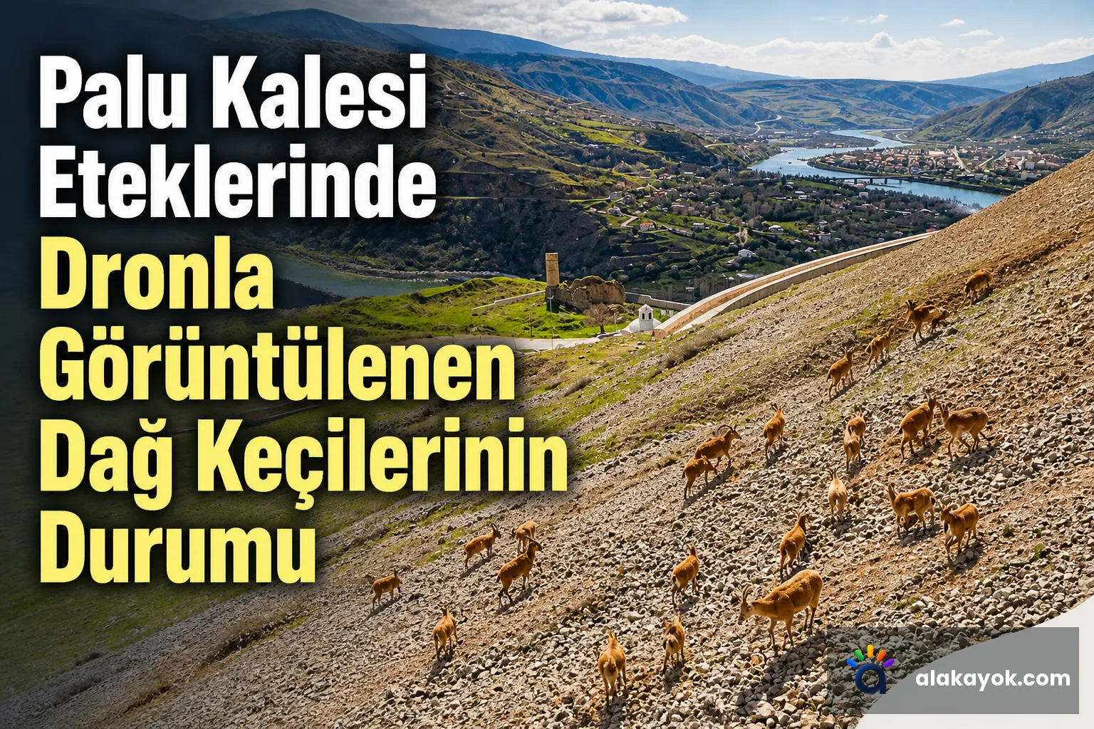 Palu Kalesi Eteklerinde Dronla Görüntülenen Dağ Keçilerinin Durumu