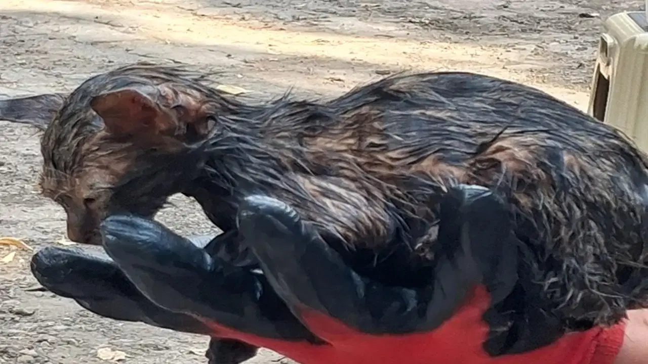 Patnos'ta Zifte Yapışan Yavru Kedi İtfaiyeciler Tarafından Kurtarıldı