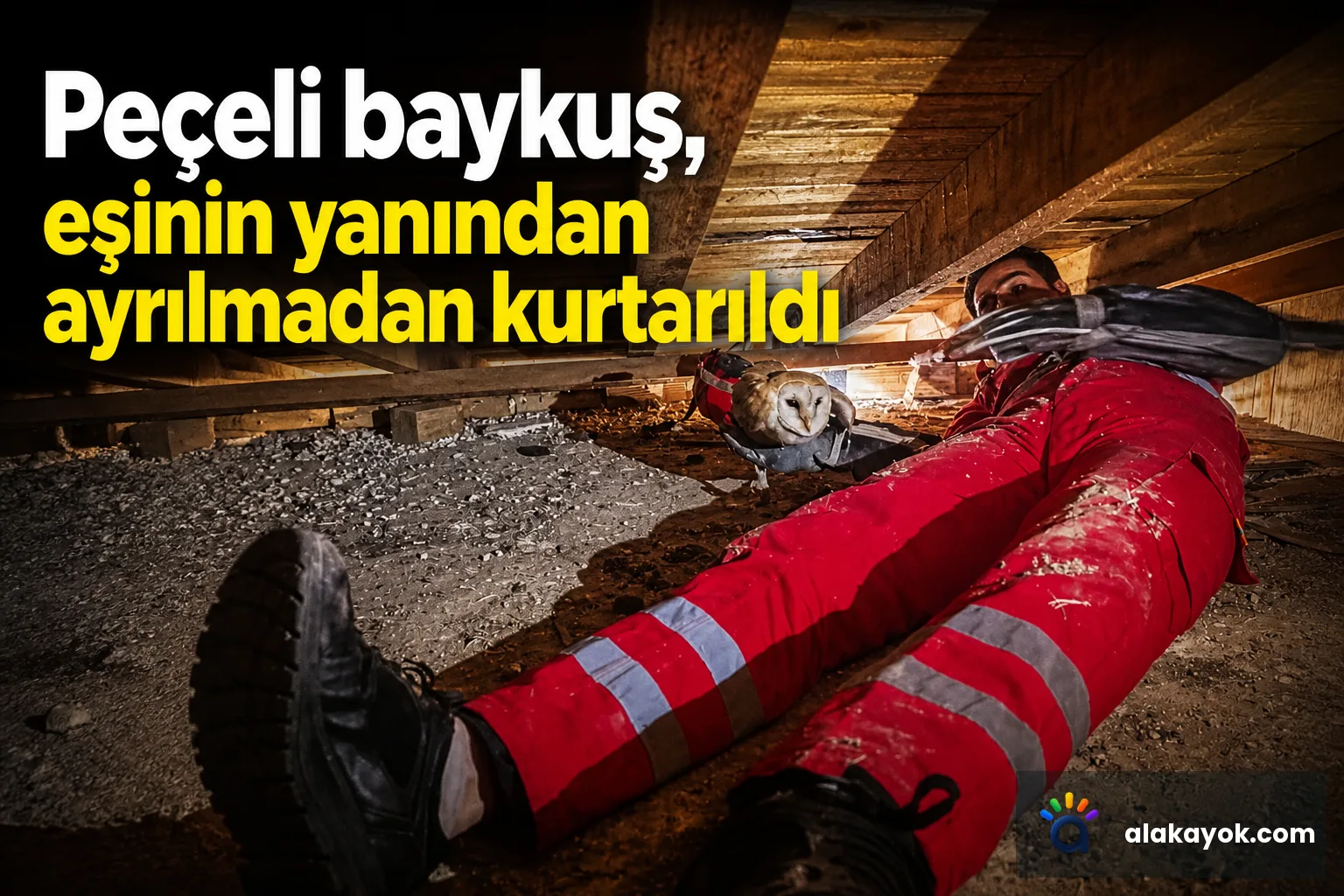 Peçeli baykuş, eşinin yanından ayrılmadan kurtarıldı