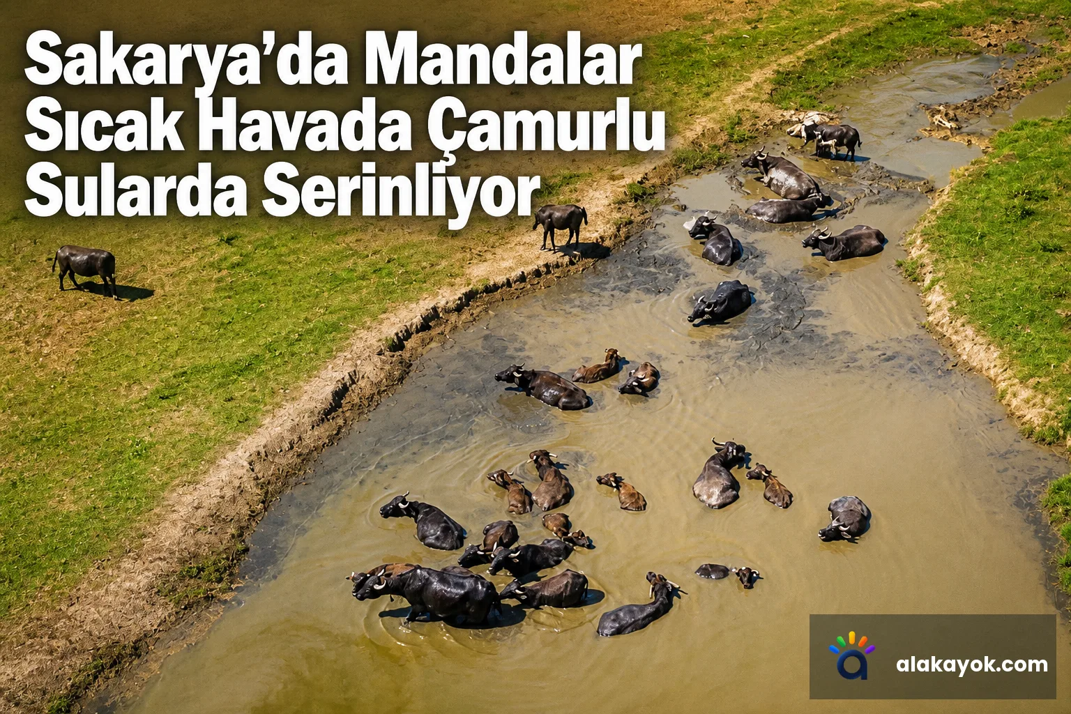 Sakarya'da Mandalar Sıcak Havada Çamurlu Sularda Serinliyor