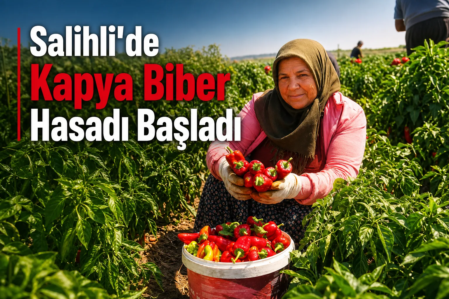 Salihli'de Kapya Biber Hasadı Başladı