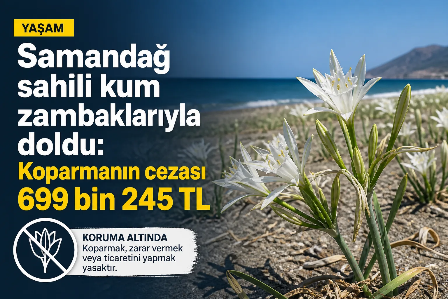 Samandağ sahili kum zambaklarıyla doldu: Koparmanın cezası 699 bin 245 TL