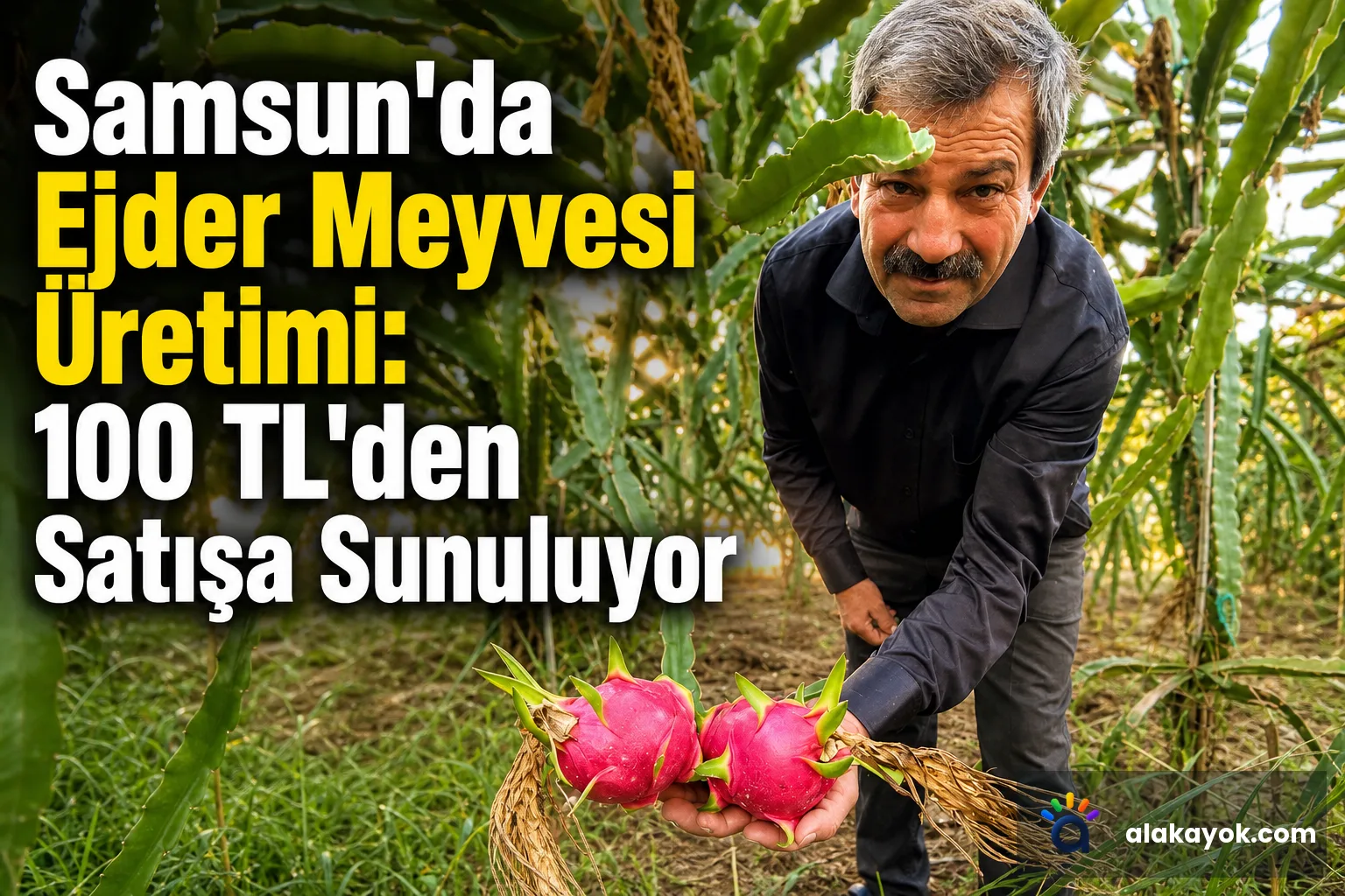 Samsun'da Ejder Meyvesi Üretimi: 100 TL'den Satışa Sunuluyor