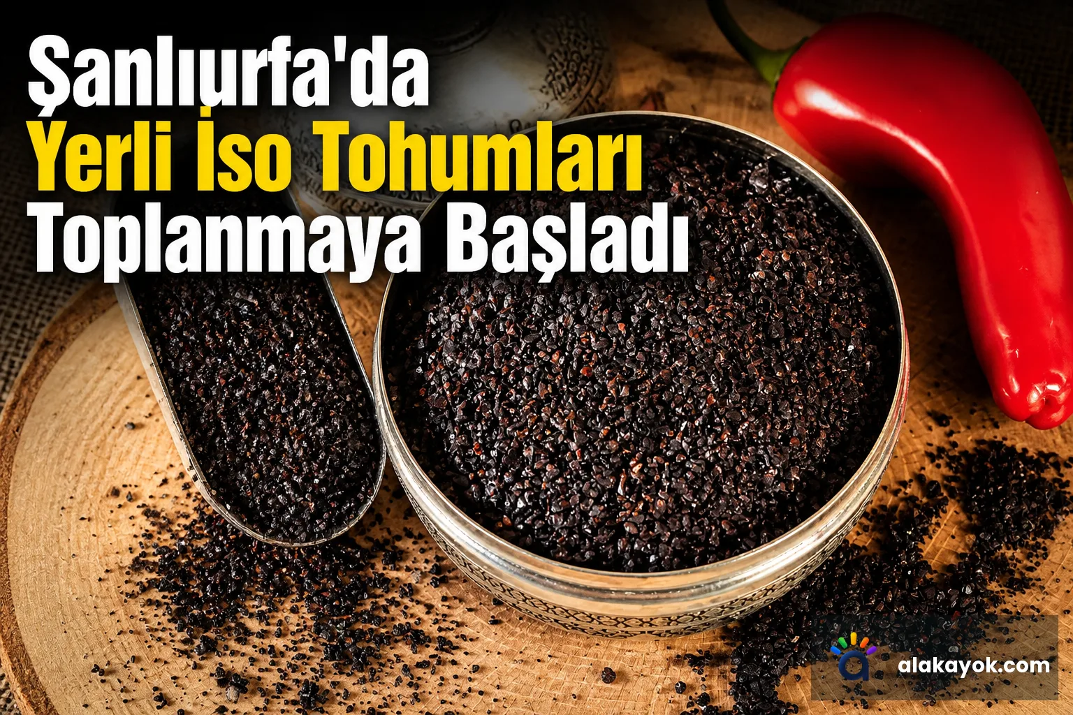Şanlıurfa'da Yerli İso Tohumları Toplanmaya Başladı