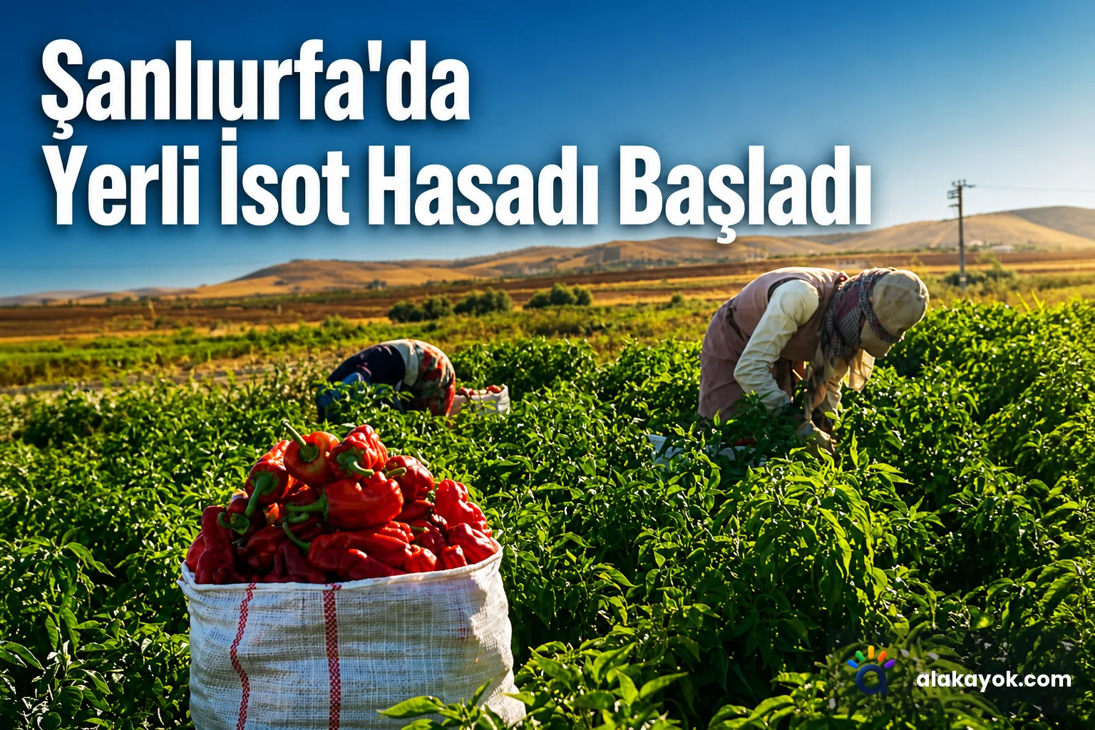 Şanlıurfa'da Yerli İsot Hasadı Başladı