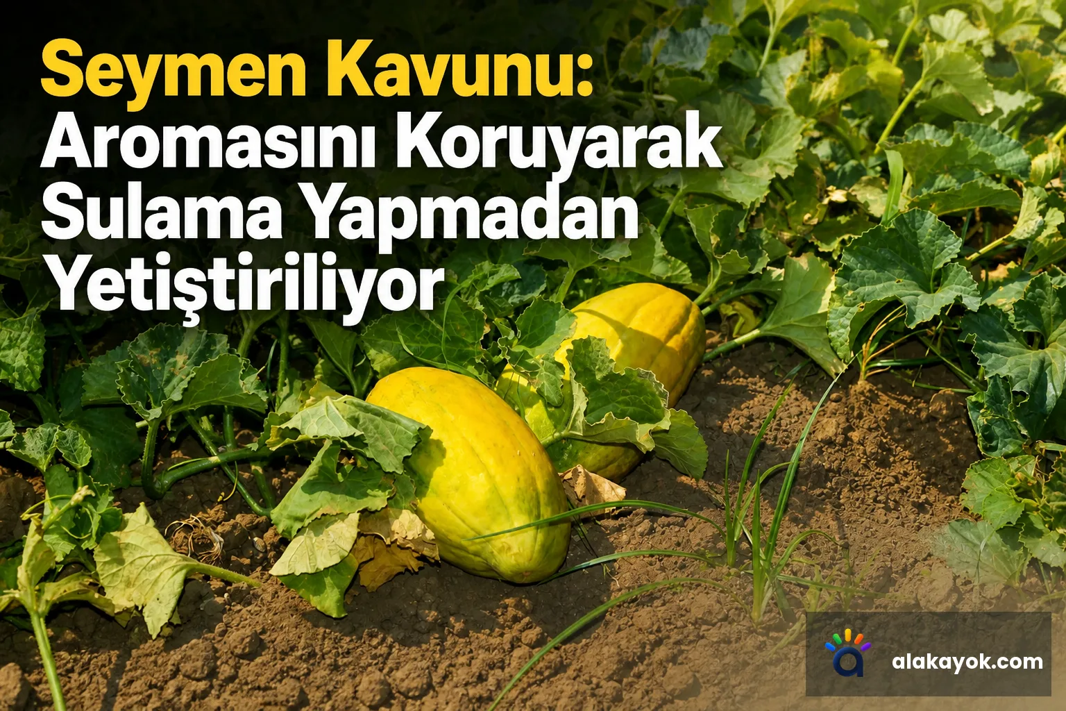 Seymen Kavunu: Aromasını Koruyarak Sulama Yapmadan Yetiştiriliyor