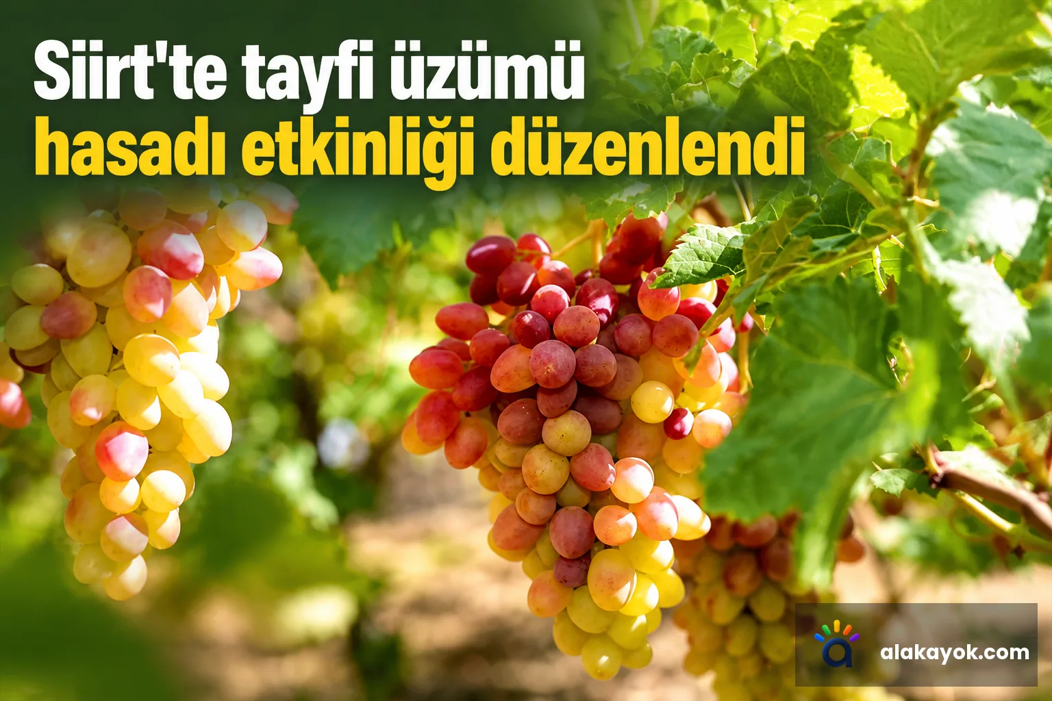 Siirt'te tayfi üzümü hasadı etkinliği düzenlendi