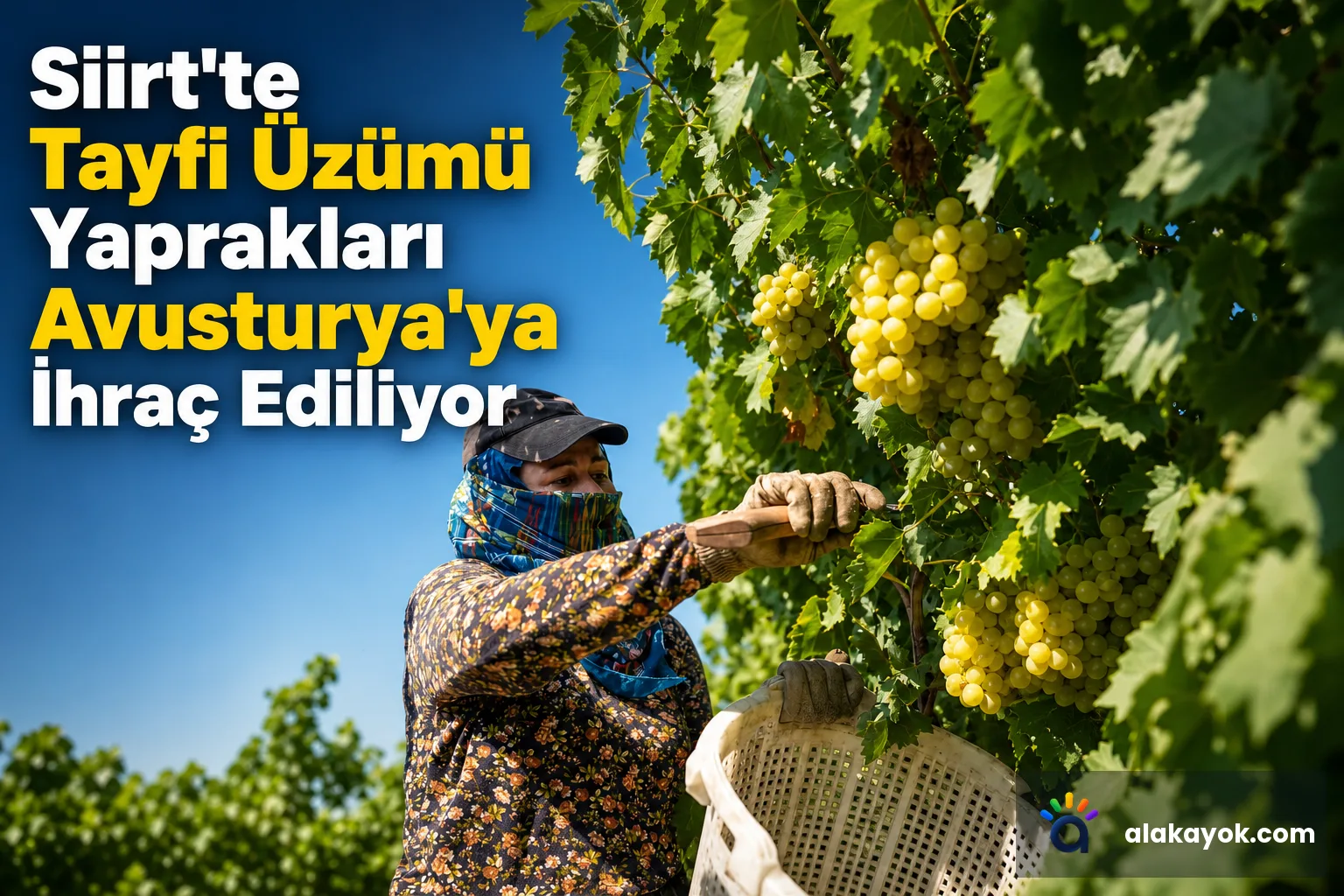 Siirt'te Tayfi Üzümü Yaprakları Avusturya'ya İhraç Ediliyor