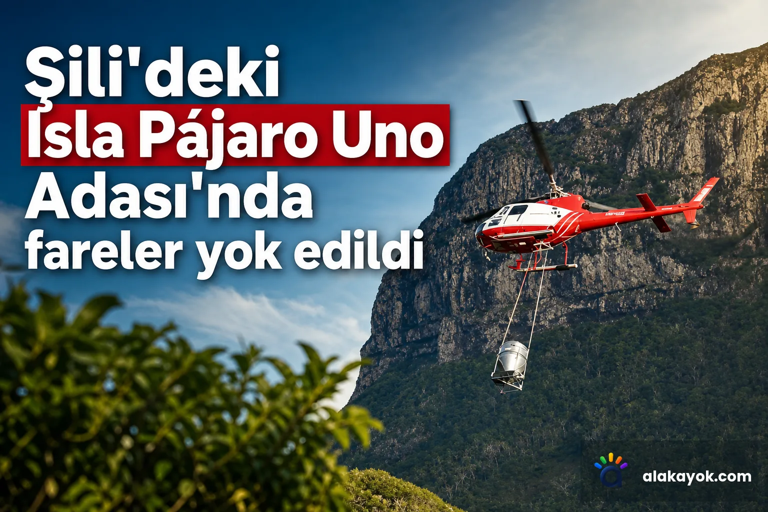 Şili'deki Isla Pájaro Uno Adası'nda fareler yok edildi
