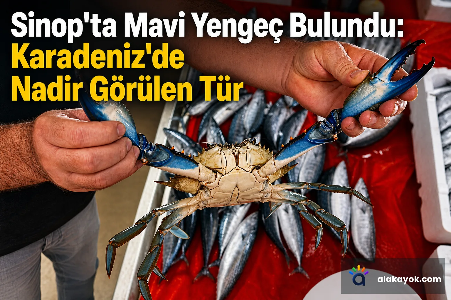 Sinop'ta Mavi Yengeç Bulundu: Karadeniz'de Nadir Görülen Tür