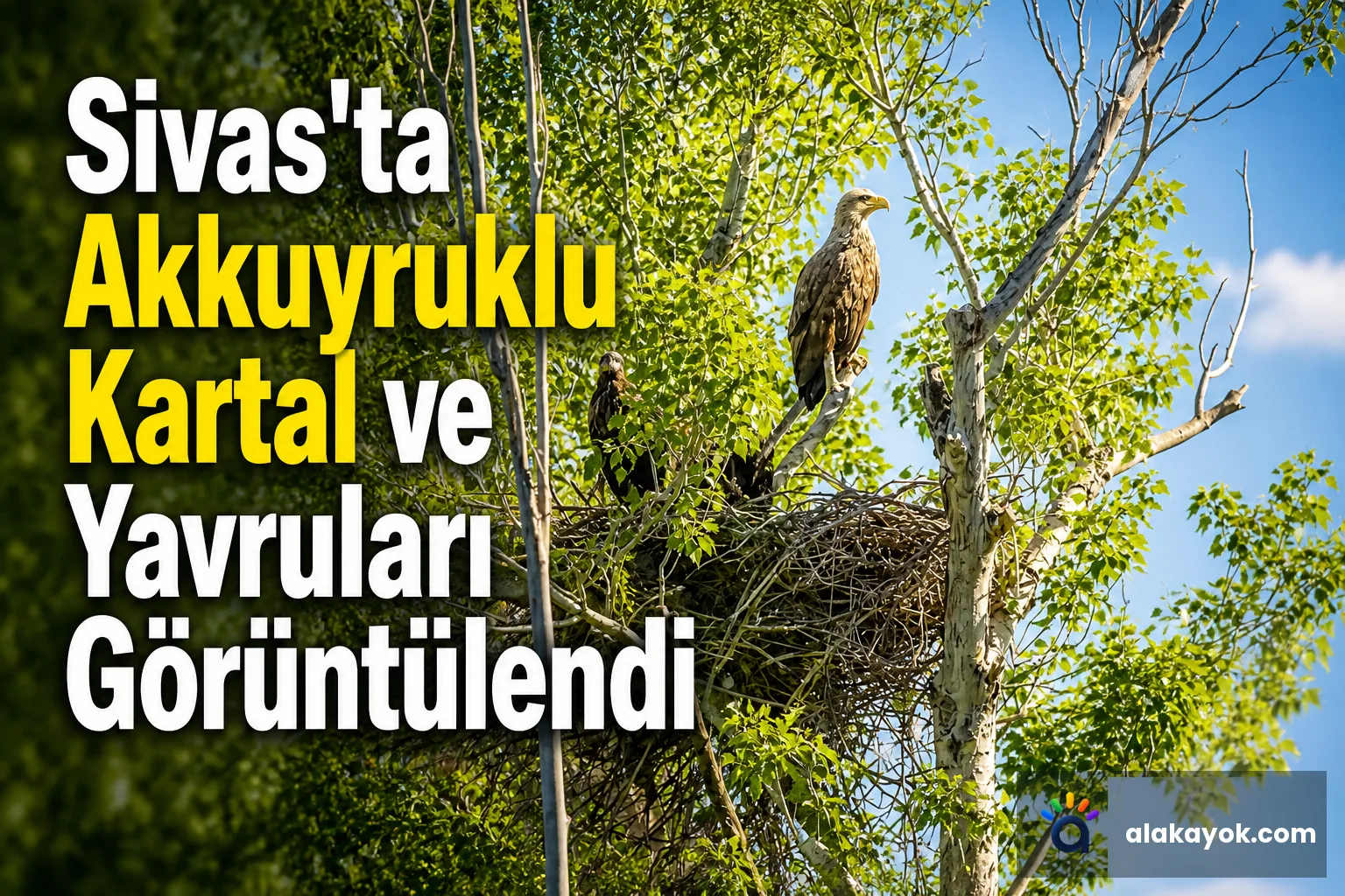 Sivas'ta Akkuyruklu Kartal ve Yavruları Görüntülendi