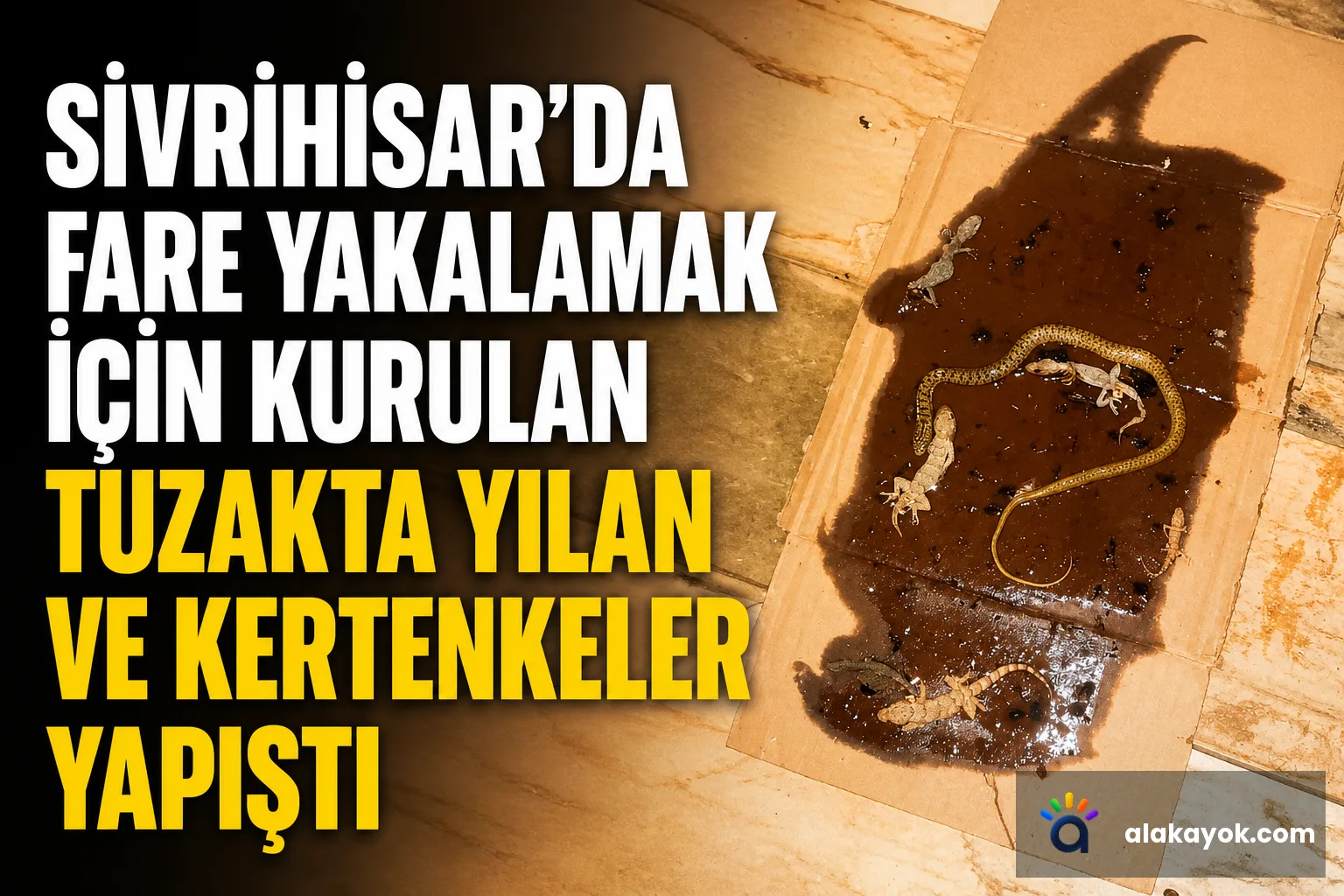 Sivrihisar'da Fare Yakalamak İçin Kurulan Tuzakta Yılan ve Kertenkeler Yapıştı