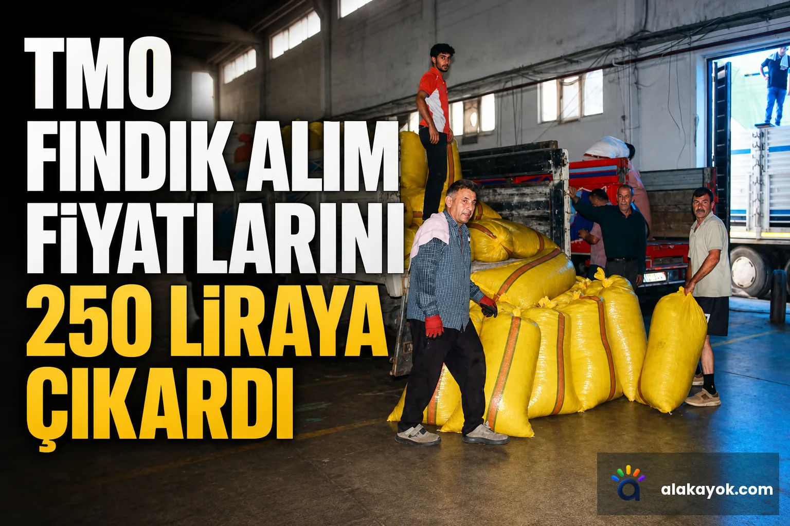 TMO Fındık Alım Fiyatlarını 250 Liraya Çıkardı