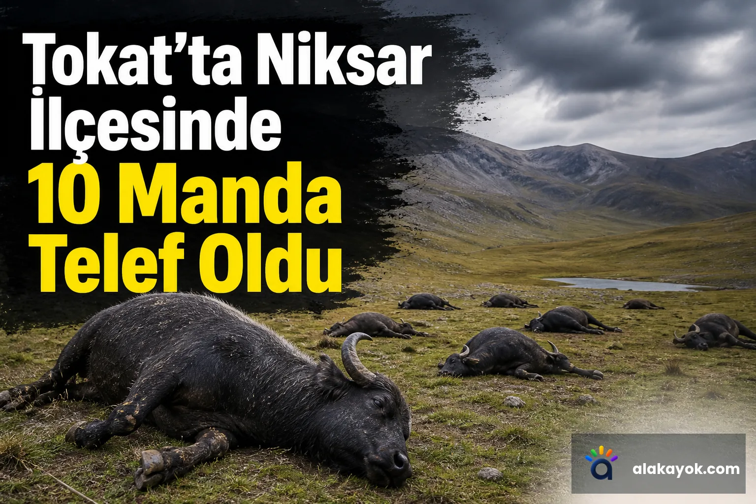Tokat'ta Niksar İlçesinde 10 Manda Telef Oldu