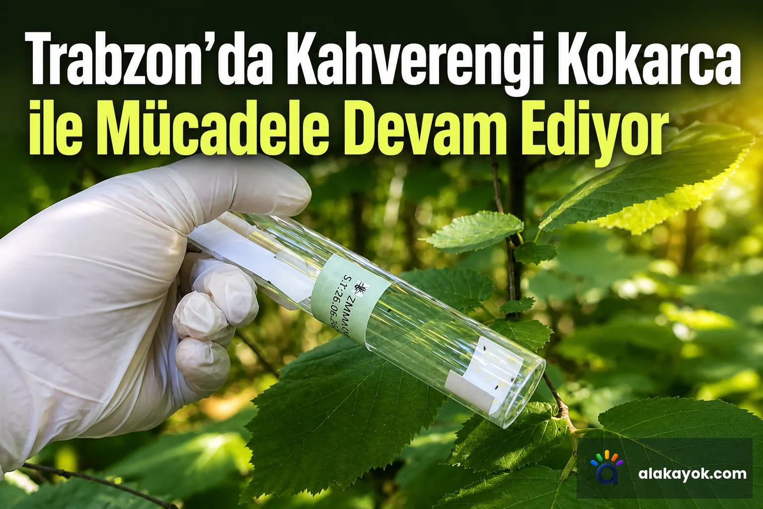 Trabzon'da Kahverengi Kokarca ile Mücadele Devam Ediyor