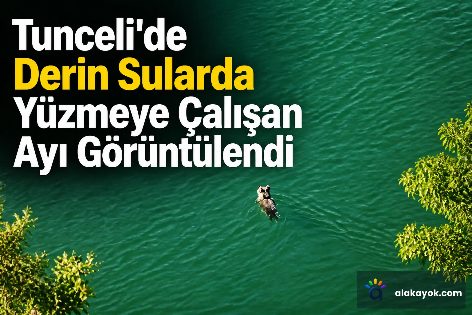 Tunceli'de Derin Sularda Yüzmeye Çalışan Ayı Görüntülendi